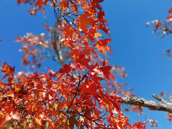 秋色的武陵463379