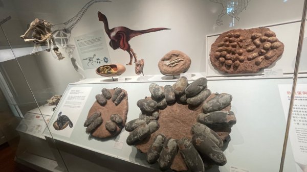 雨天備案💙 台灣博物館的古生代館-台大動植物館免費參觀-北投♨️季2799018