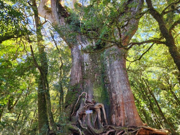 【中級山縱走】羅馬縱走，走進神木的夢幻童話森林世界2943217