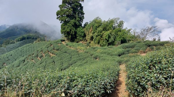 雲嘉九連峰1438952