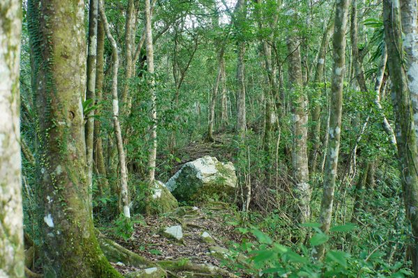 新北 烏來 波露山3000680