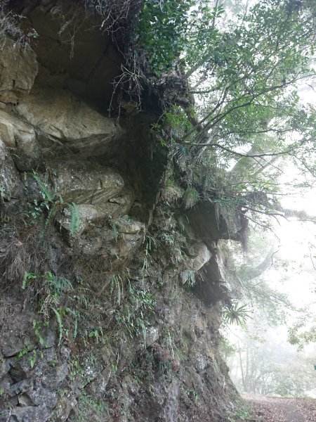 水田林道上貴妃山-鞍部石猴-那結山O型走1307484