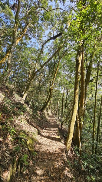 【四大天王山O型縱走未竟之旅：封山中的靜謐與省思】解鎖嘉義竹崎四大天王山、知鳥山。2929895