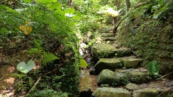 金山區大路崁古道-土地公步道-兩湖保甲路-水圳路3121319