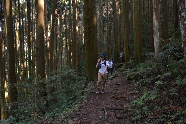 加里山鹿場、杜鵑嶺893667