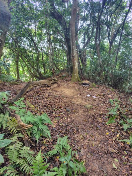 鳳鳴古道 鳳鳴山 南隘勇（南長城）古道 三湖山 八達嶺（龍骨）古道 綠色古道 延平古道2975315