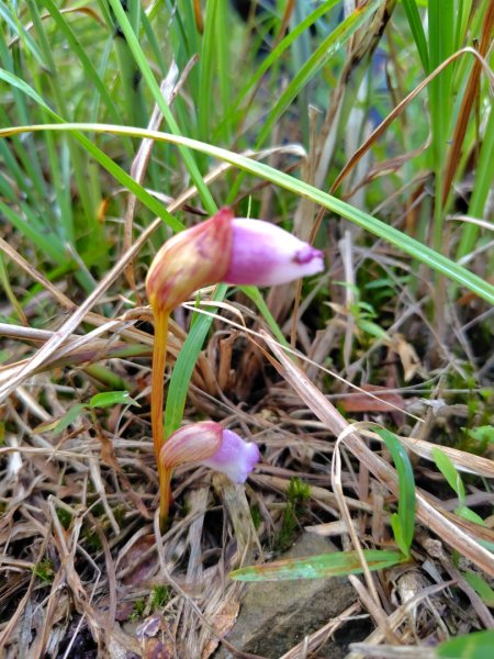 渭水之丘 烘爐地山 抹茶山 三角崙山2938719