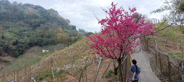 20230205_后里鳳凰山+觀音山步道