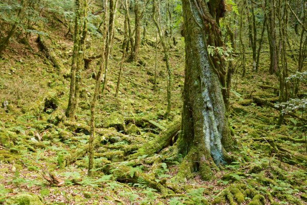 谷關七雄：八仙山468307