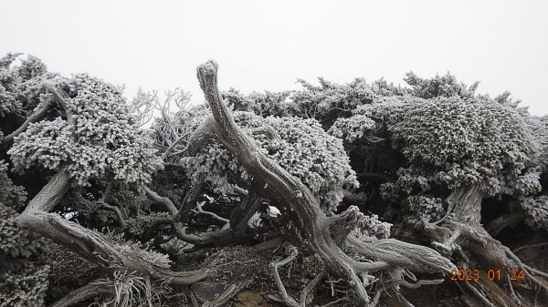 雪,白了山頭.雲,活了天空-寒流追雲趣,第七次合歡山主/東/北峰獨攀單攻(車接駁)202301242004498