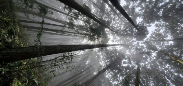 橫沙迪O型縱走_大雪山社區登山口2826552
