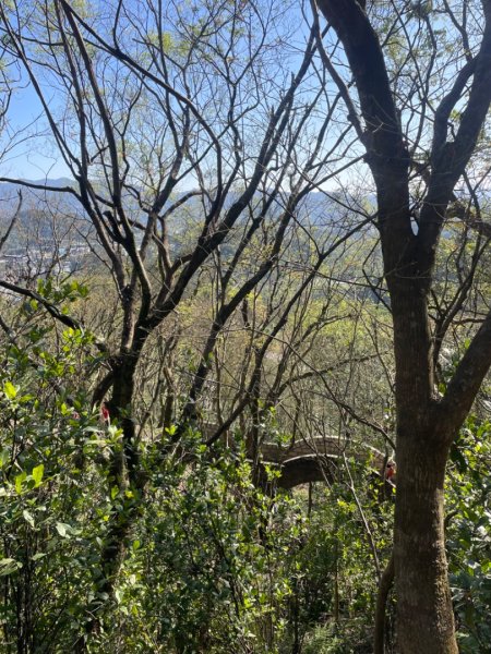 拱北殿賞楓🍁雙湖縱走賞落羽松2686660