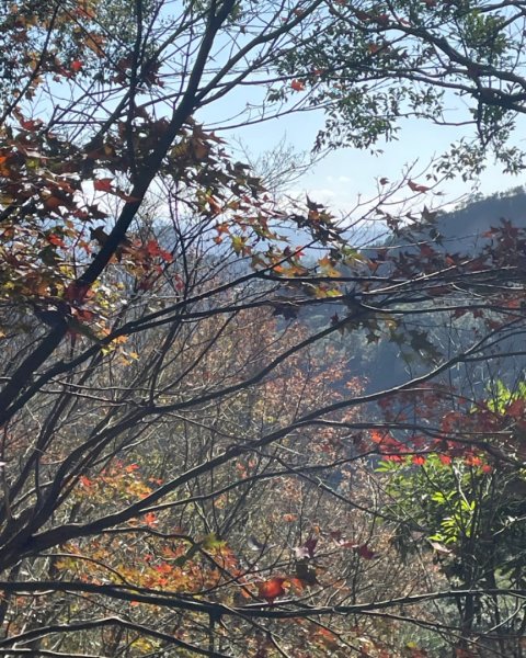 拱北殿賞楓🍁雙湖縱走賞落羽松2686642