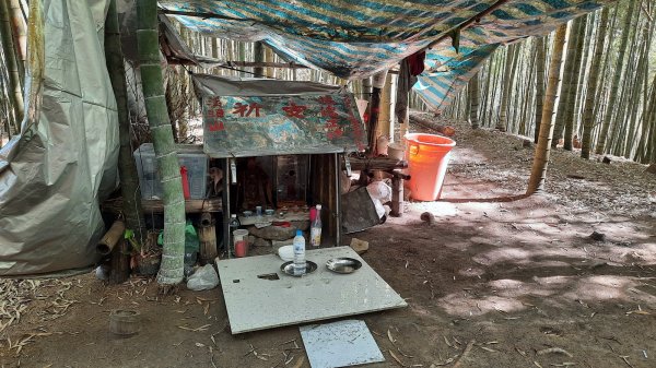 《南投》竹林台灣杉｜溪頭山竹崙山志騰山O繞202302182035825