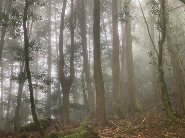 檜山巨木群森林步道2316122