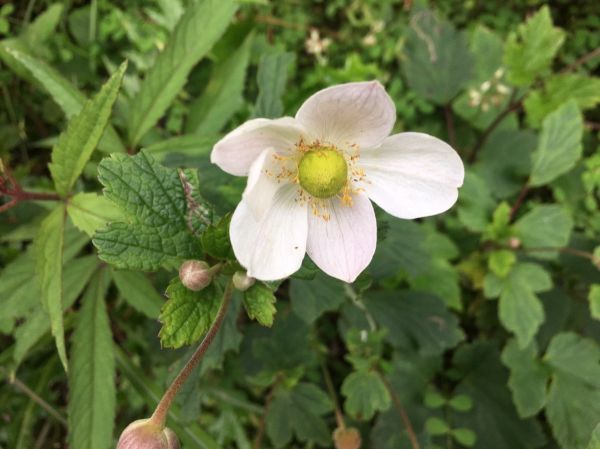 男子漢夢想成真之能高越嶺西段 奇萊南峰 南華山遊記383819