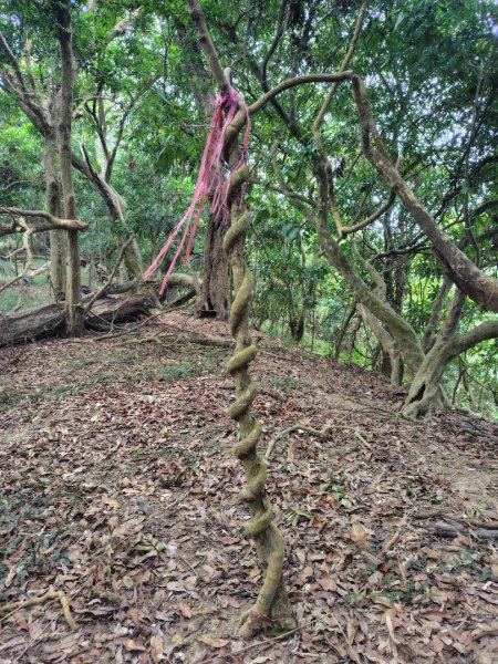 大棟山系南段 水利古道西口 上 竹高崙山 連走 鳥子嶺 坑仔內山 大崖山 下 龍目井農場2953174