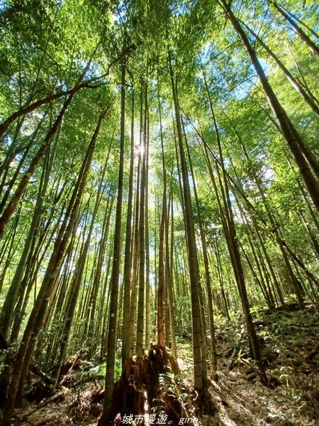 【南投。竹山】茶園竹林巨木櫻花景緻很美(四連峰)。 小百岳集起來。 編號54小百岳金柑樹山1624801