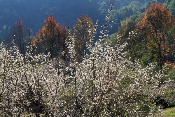 【南投~信義 】牛稠坑賞梅1254929