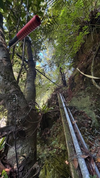 戲水（鴛鴦2786667