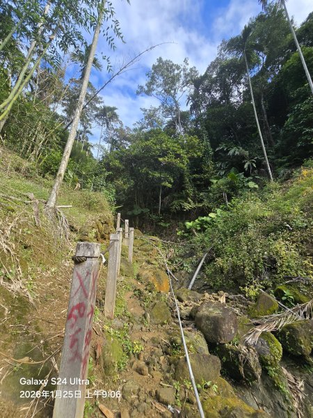 2026-01-25微笑山線：【天上山系】望月亭桐花段2988202