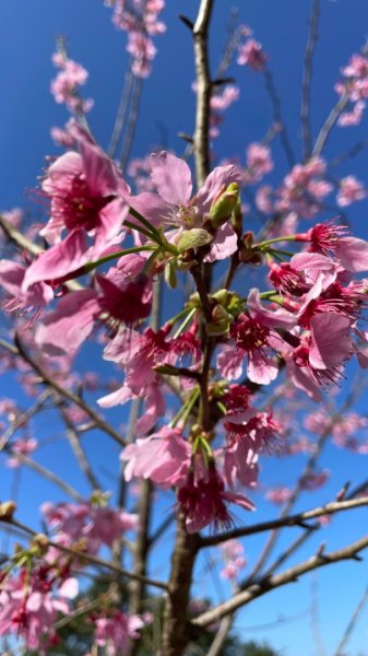 復興鄉悠然秘境櫻花🌸林野餐🧺2722974