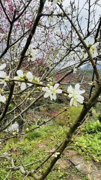 20260204小百岳初音山2994904