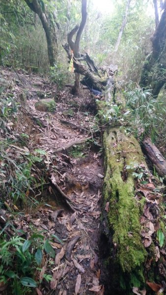 鵝公髻山和東北峰連走1727472