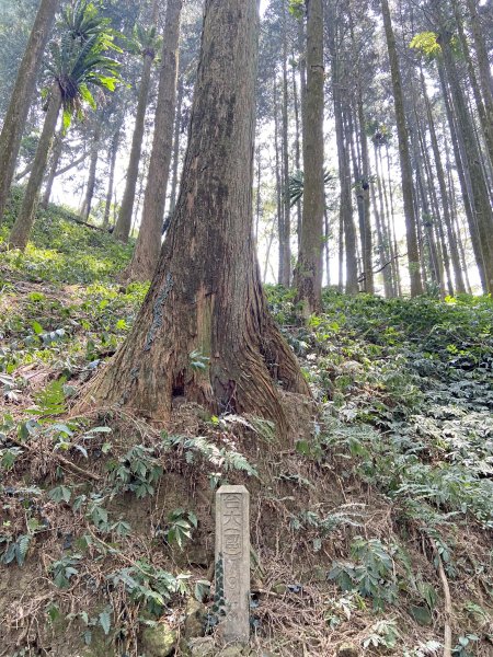 坪林林道、線浸林道登線浸山、樟湖山、馬路麻山  2021/4/161350728