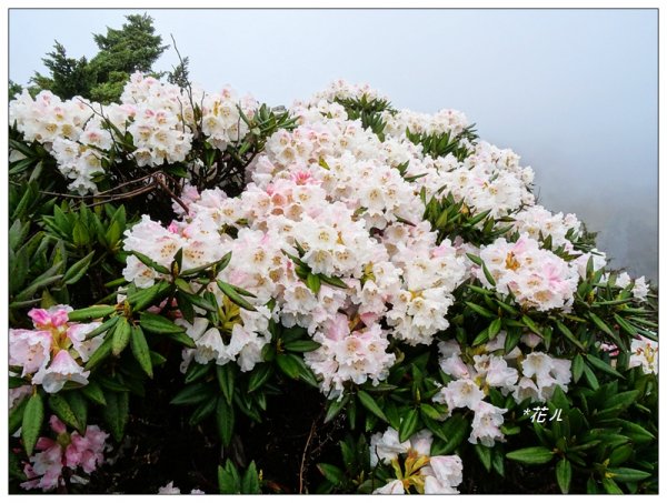 合歡石門山步道907859