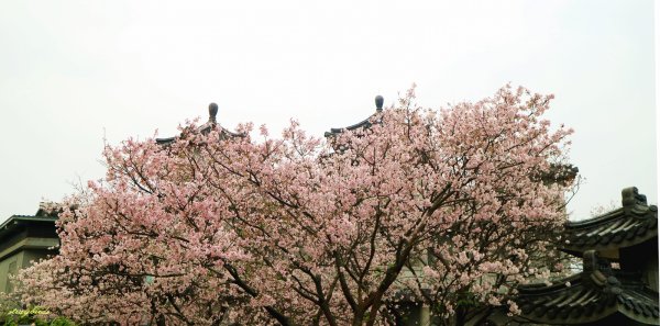 櫻花季的尾聲~在東方寺慢慢的品花落的聲音910685