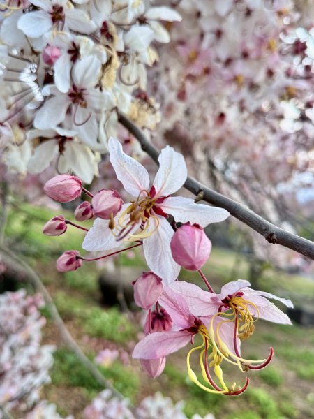 楠西悠遊(鹿陶洋.爐芝潭山)  2026.3.263027456