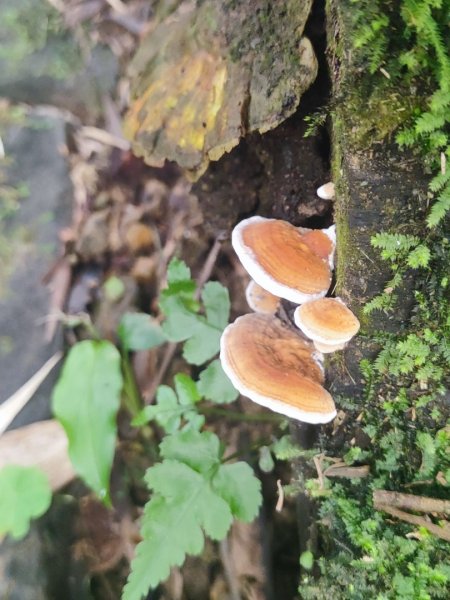 新店到貓空10K（台北天際線1部份路段）2993624