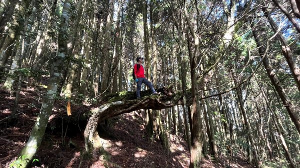尋幽訪古遊走千年巨木和幻霧美森的樂山林道2882332