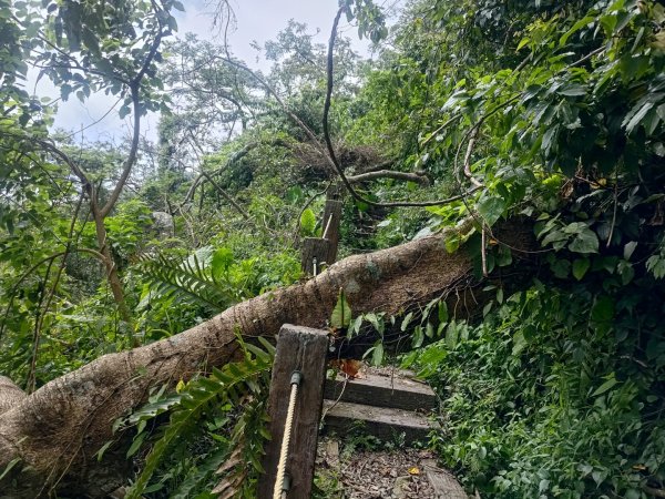 華山4-2號步道上雲嘉連峰2579339