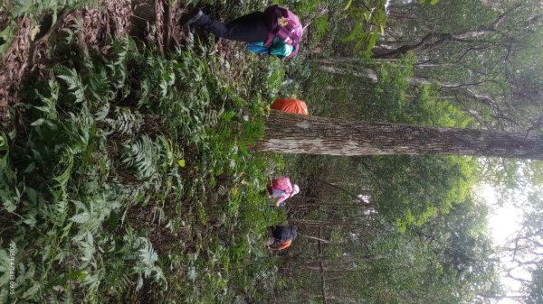 逐鹿卡保山賞一葉蘭2760881