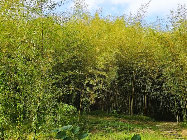 羅山村竹林步道-2025漫遊縱谷愛在花東-花蓮縣富里鄉2916730