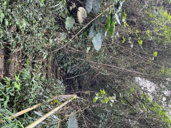 20230924_大湖尖山、大凍山（嘉義縣小百岳）2762732