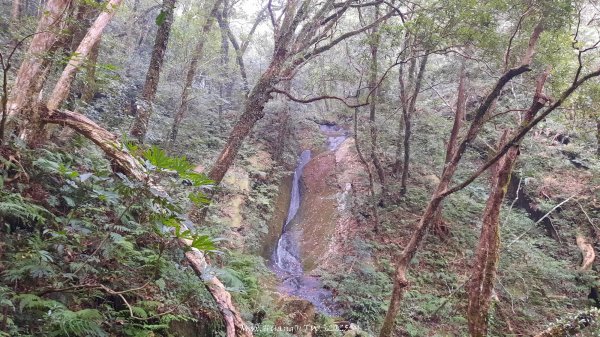 《新竹》斷崖神木｜北得拉曼步道小P繞202510172917561