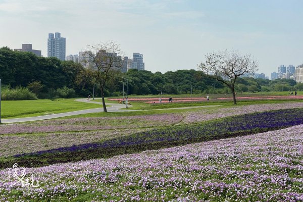 台北｜古亭河濱公園花海｜撰風旅食1654594