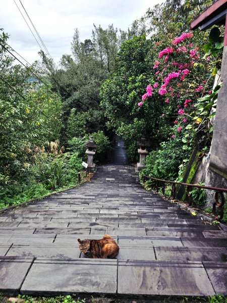 2026年臺北大縱走第七段：世界山莊至飛龍步道政大後山3032055