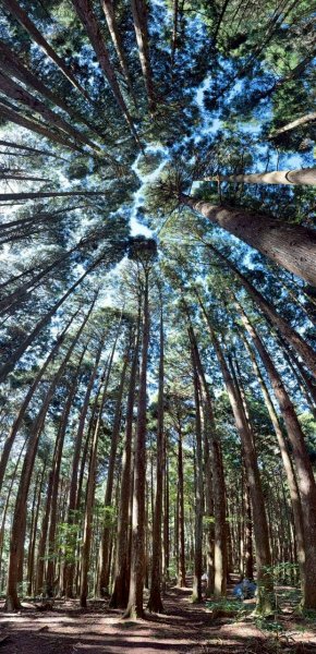 🌈11/9(日)高島縱走~高台山連走島田山山徑✨FB：熊熊趴爬走🌈2932491