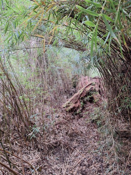 觀霧之榛山O型202411232653911