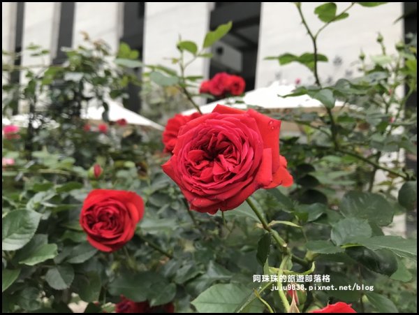 雅聞七里香玫瑰森林玫瑰季。浪漫歐式庭園930369
