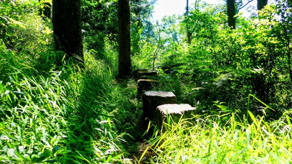 陽明山16草原之西線8草原2904053