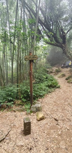 2023-11-25溪頭鳳凰山步道2361007