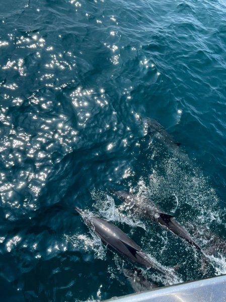 🐬戀戀龜山島(有海豚美照) 靜宜大學EMBA登山健行隊 輕鬆健行行程1688141