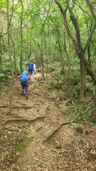 2025-01232淡蘭古道北二段(燦光寮古道到澳底)2696662