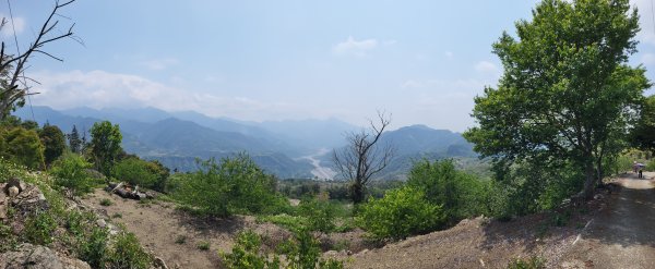 2026.03.30 茶園、梅園、視野都極美的玉打山觀景臺3073624