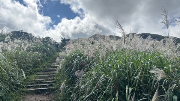 黃金三稜賞芒花2950886